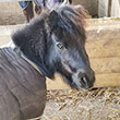 3 poneys et 1 cheval recherchent...