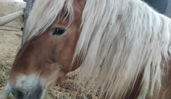 Merci pour  Trésor, Loulou, Invincible et Lola !